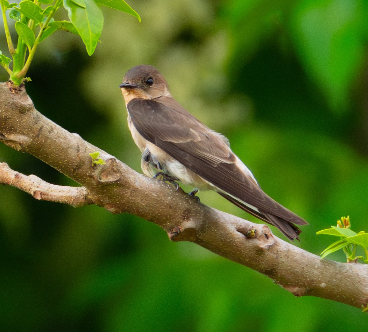 Southern Rough-winged Swallow - ML618540446