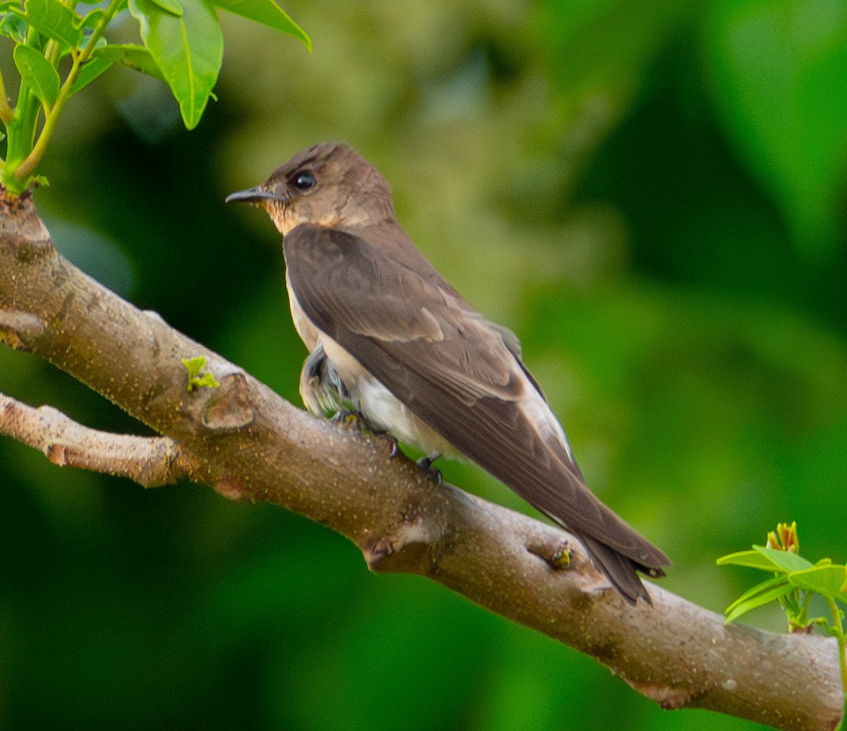 Southern Rough-winged Swallow - ML618540447