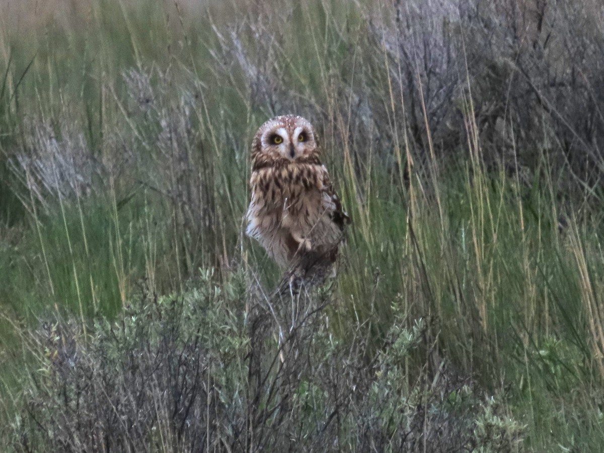 Short-eared Owl (Northern) - ML618540451