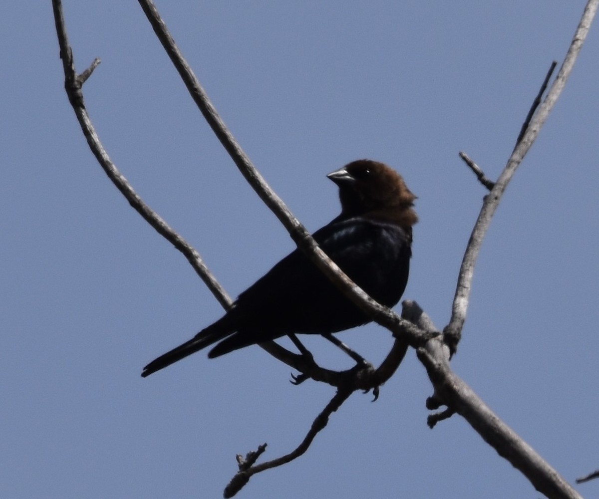 Brown-headed Cowbird - ML618540454