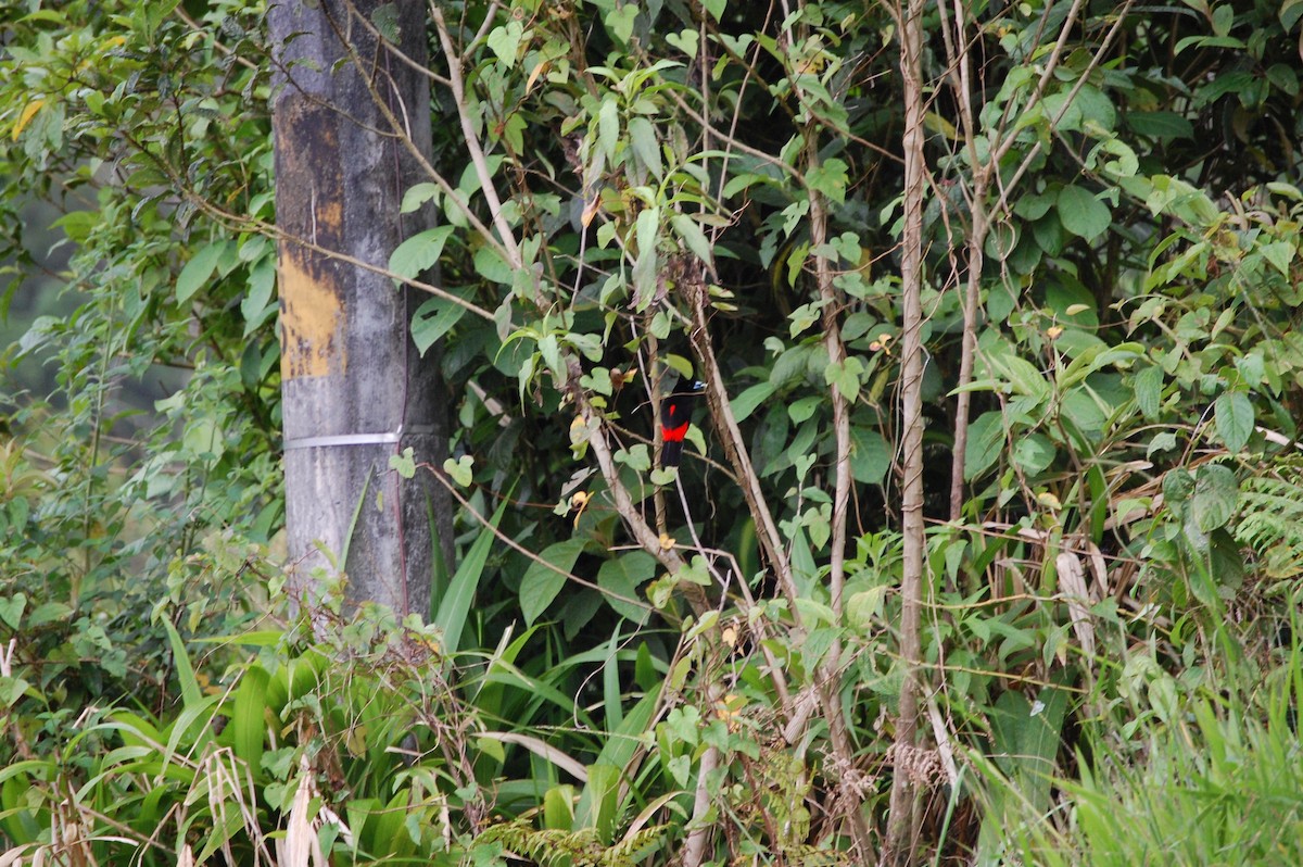 Scarlet-rumped Tanager (Passerini's) - ML618540469