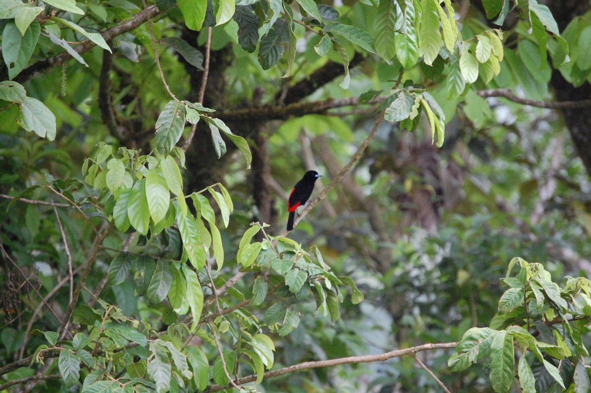 Scarlet-rumped Tanager (Passerini's) - ML618540472