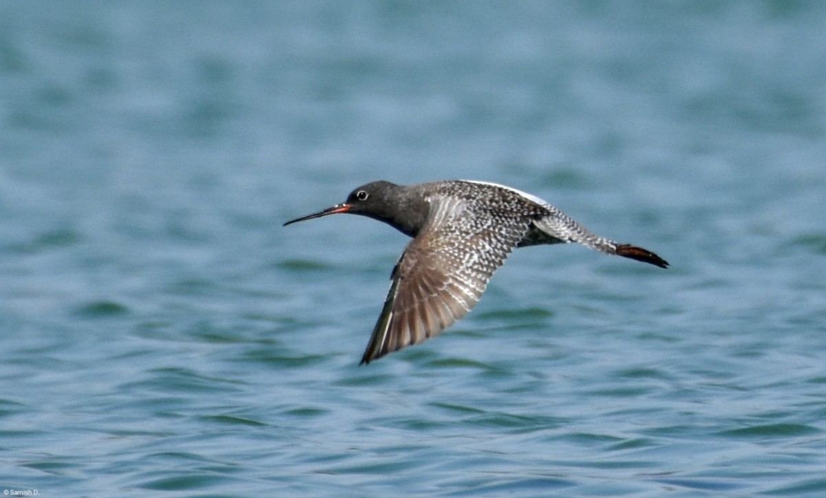 Spotted Redshank - ML618540477