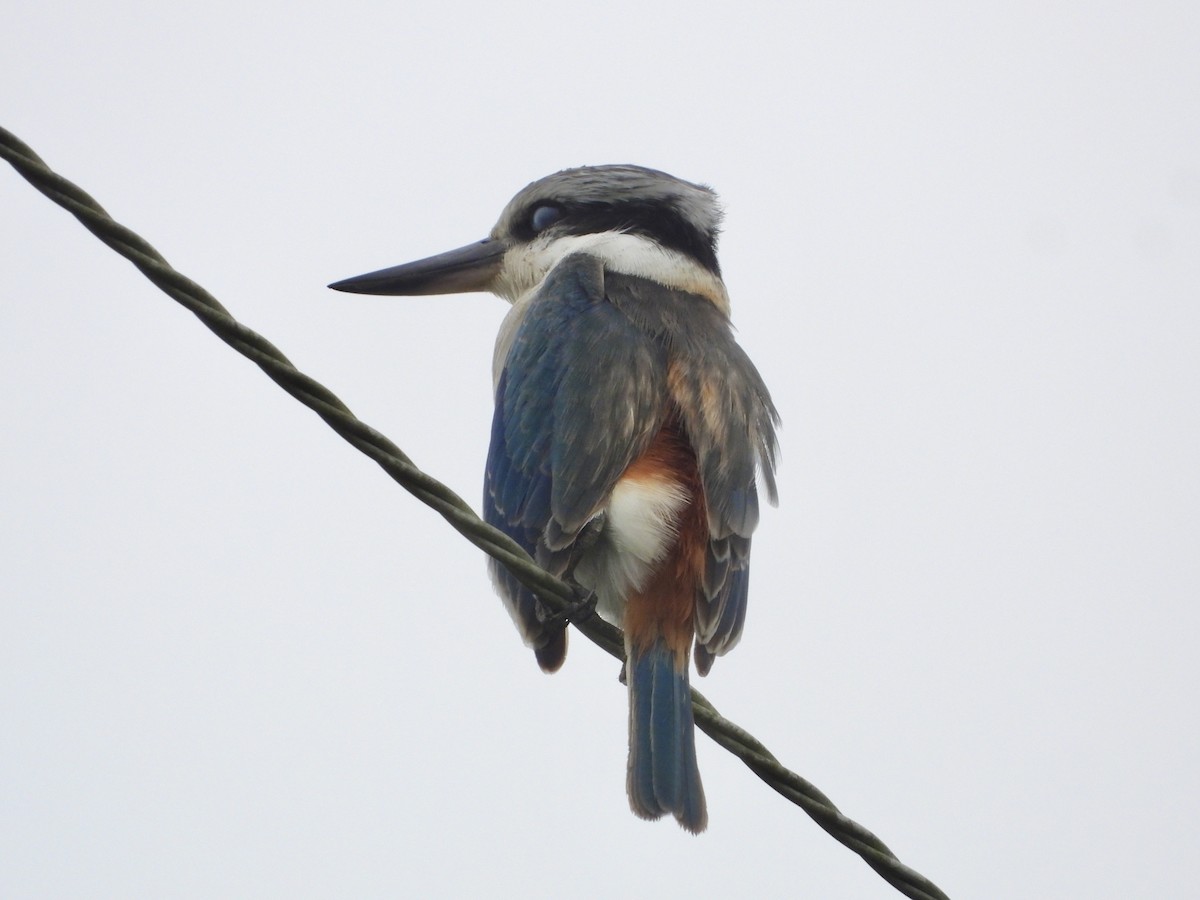 Red-backed Kingfisher - ML618540484