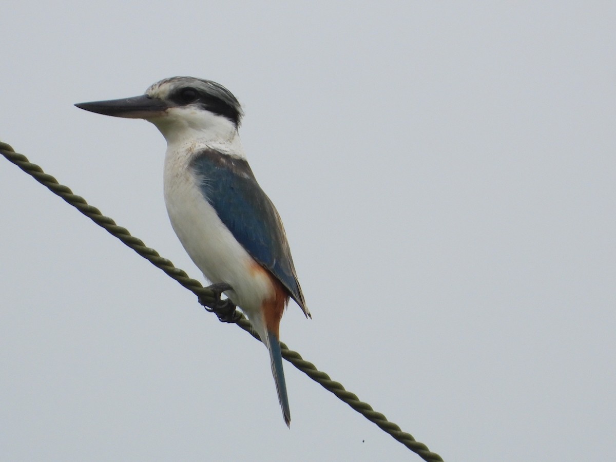 Red-backed Kingfisher - ML618540485