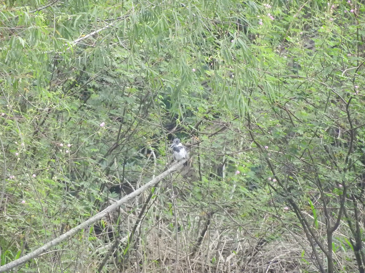 Belted Kingfisher - ML618540493