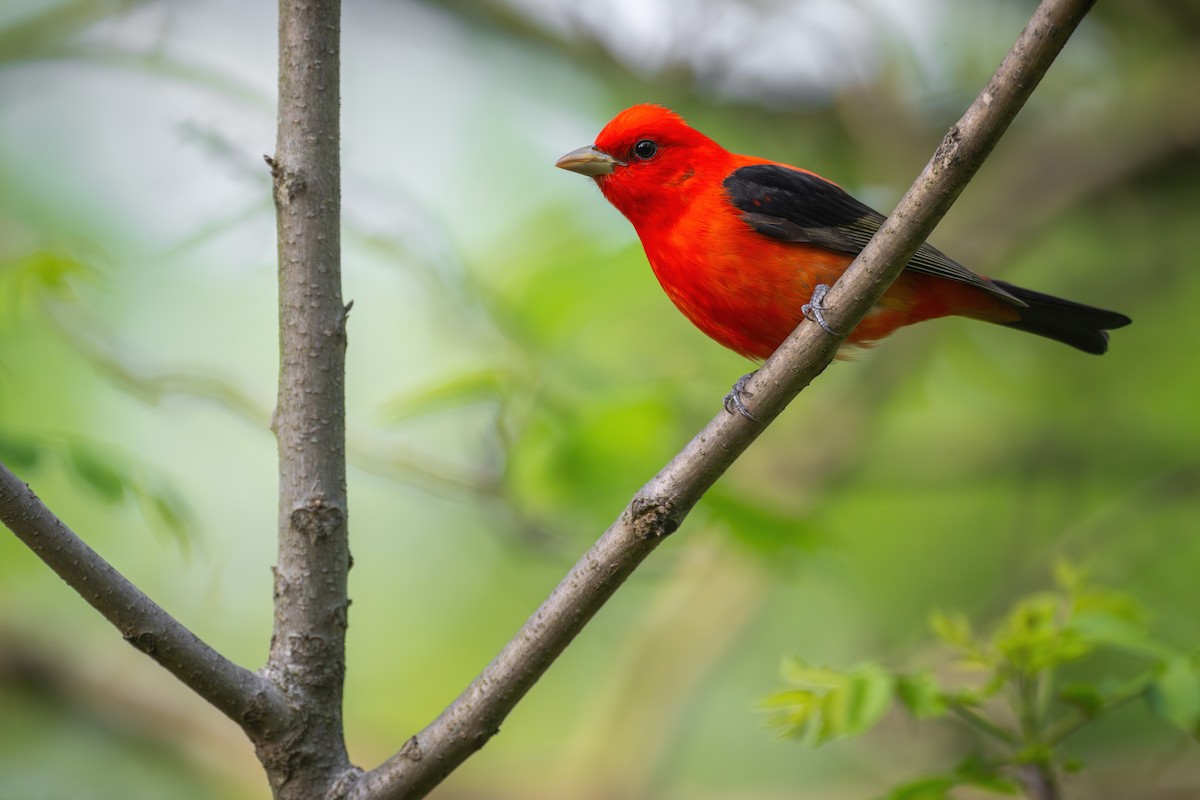 Scarlet Tanager - ML618540504