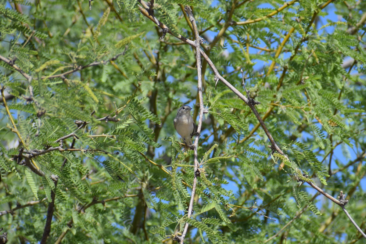 Lucy's Warbler - ML618540509