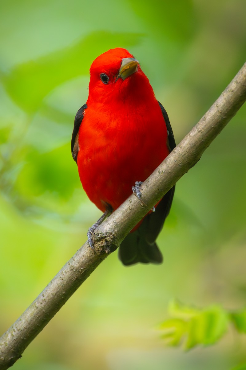 Scarlet Tanager - ML618540514