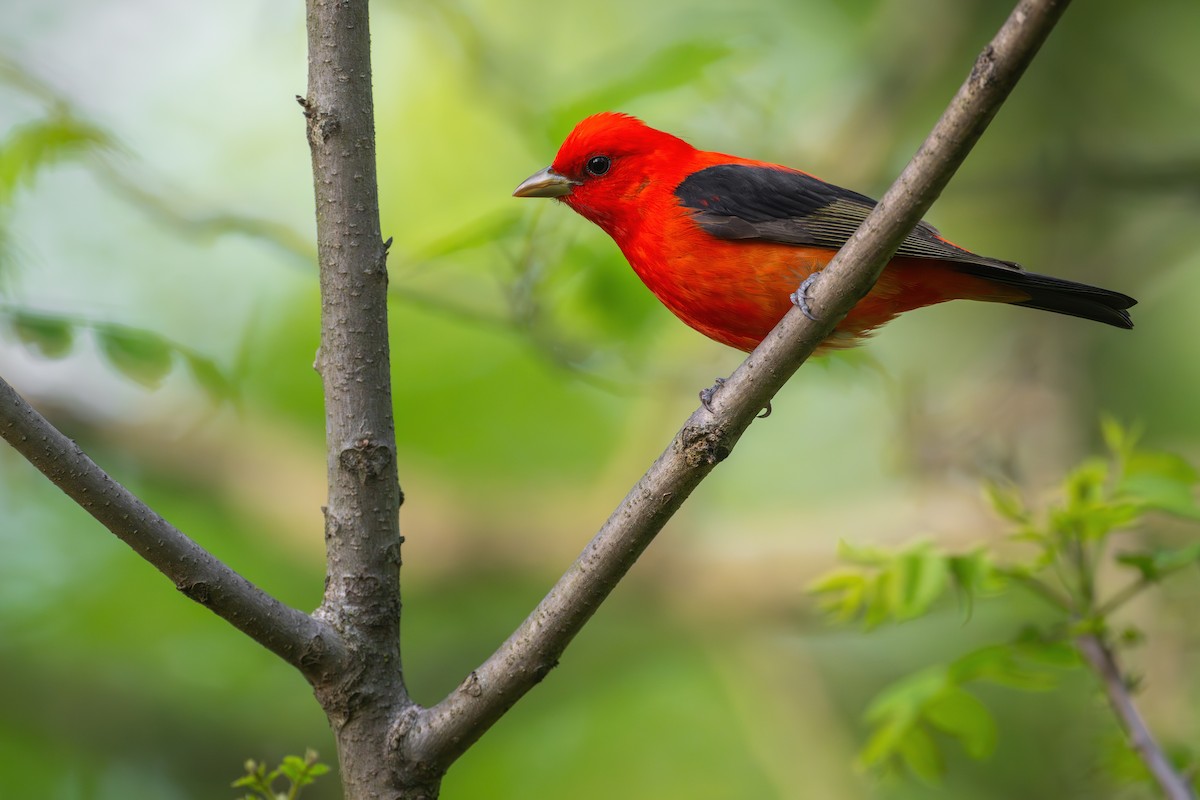 Scarlet Tanager - ML618540516