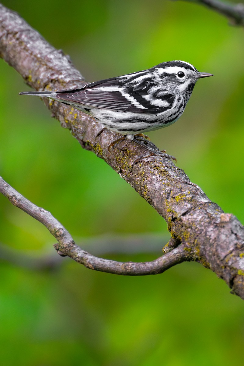 Black-and-white Warbler - ML618540520