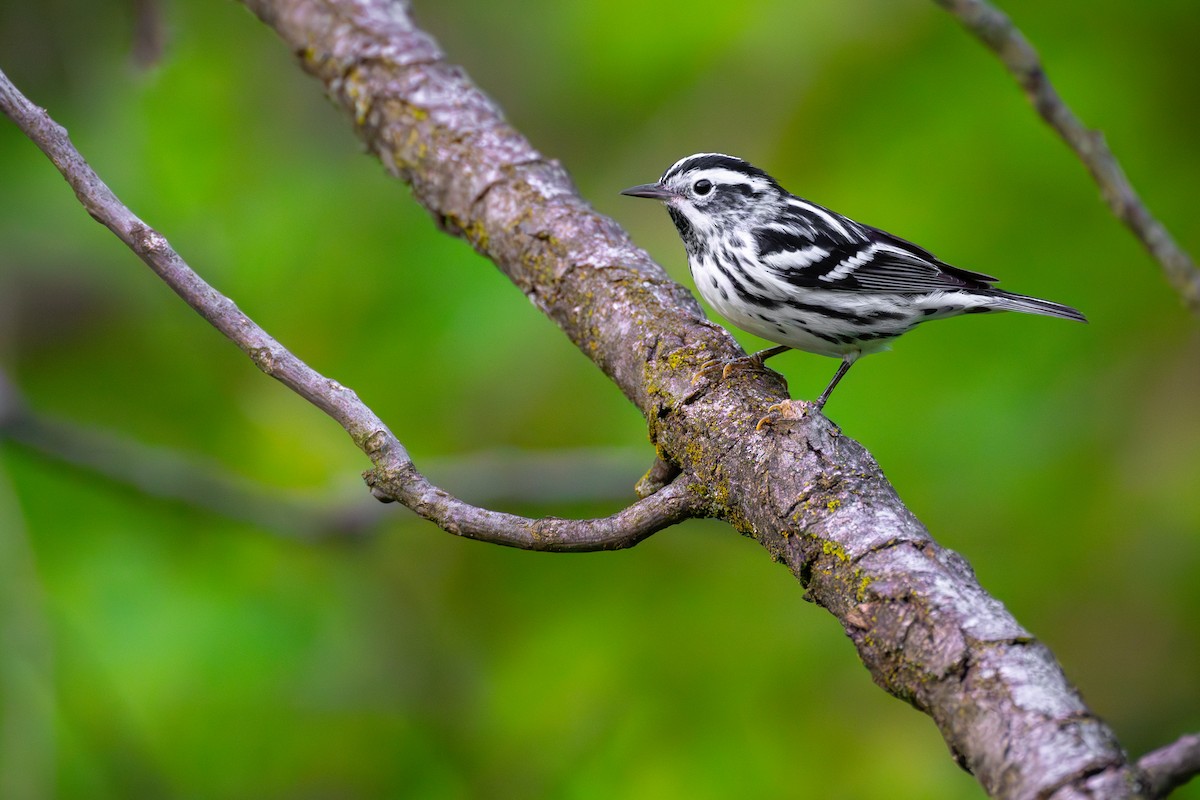 Black-and-white Warbler - ML618540521