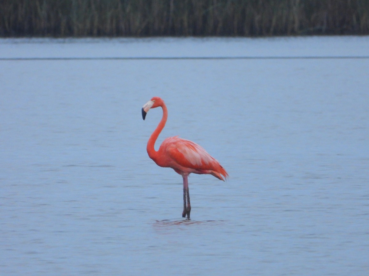 American Flamingo - ML618540553