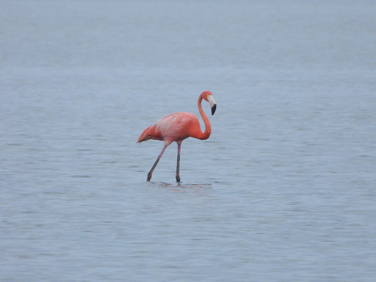 American Flamingo - Lesha Roberts