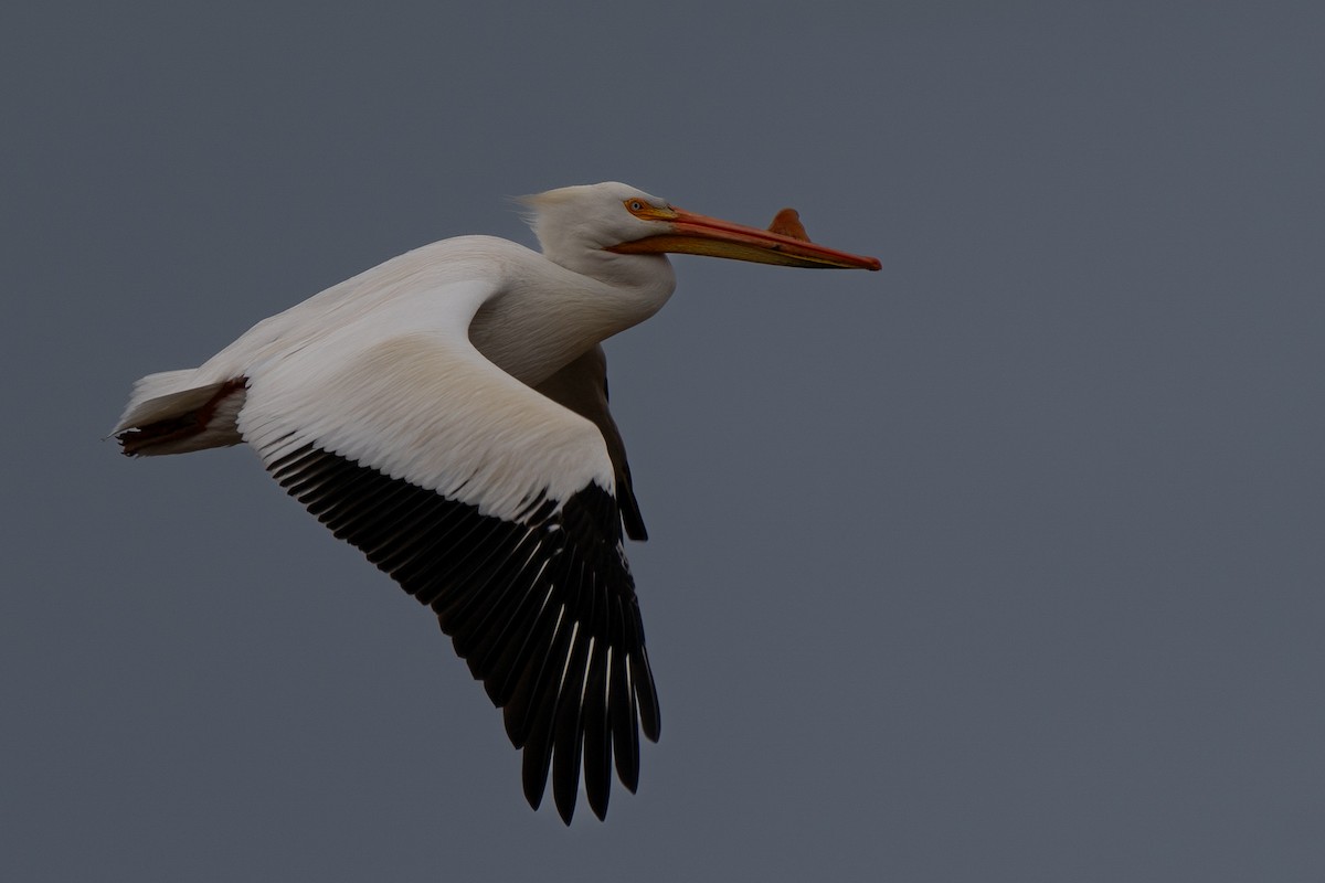 American White Pelican - Matt Hoecherl