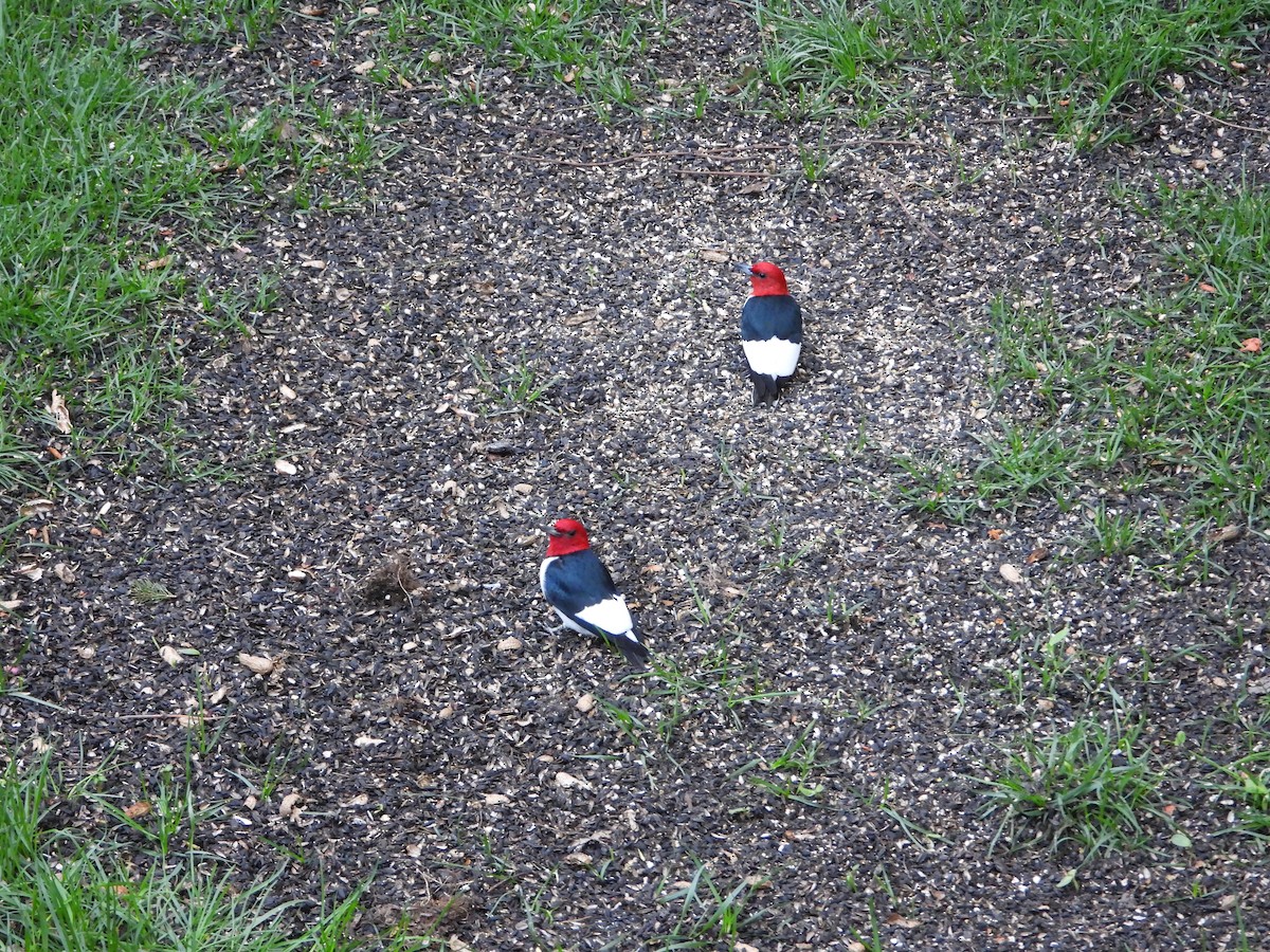 Red-headed Woodpecker - ML618540563
