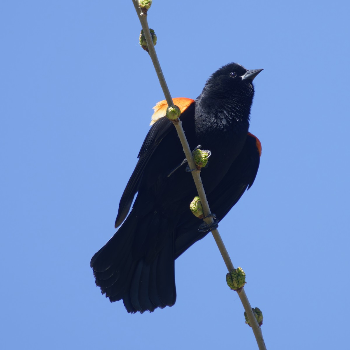 Red-winged Blackbird - ML618540573