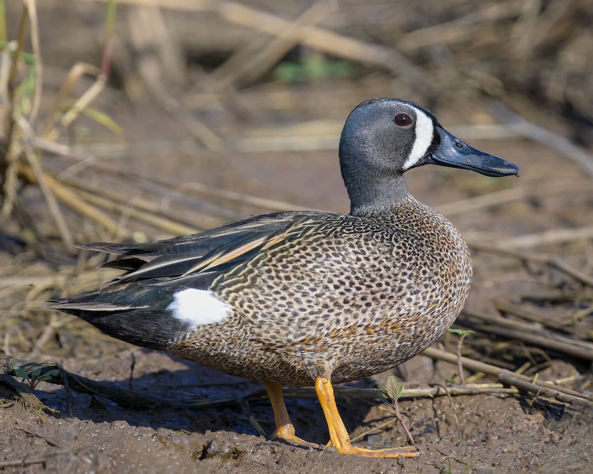 Blue-winged Teal - ML618540605