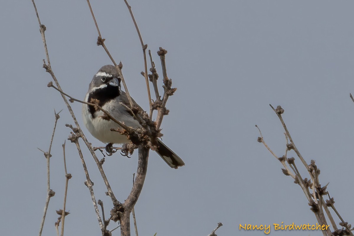 Black-throated Sparrow - ML618540609