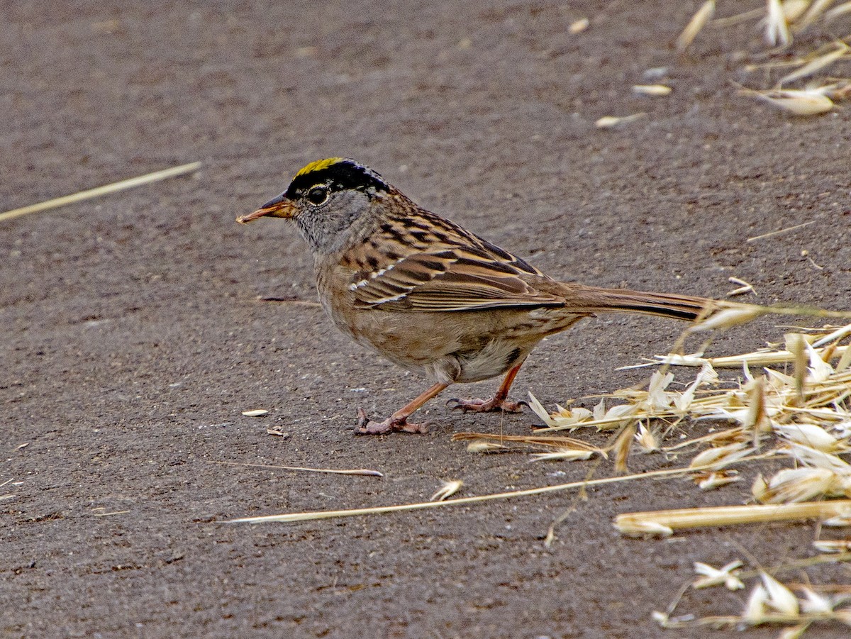 Golden-crowned Sparrow - Judith Sparhawk