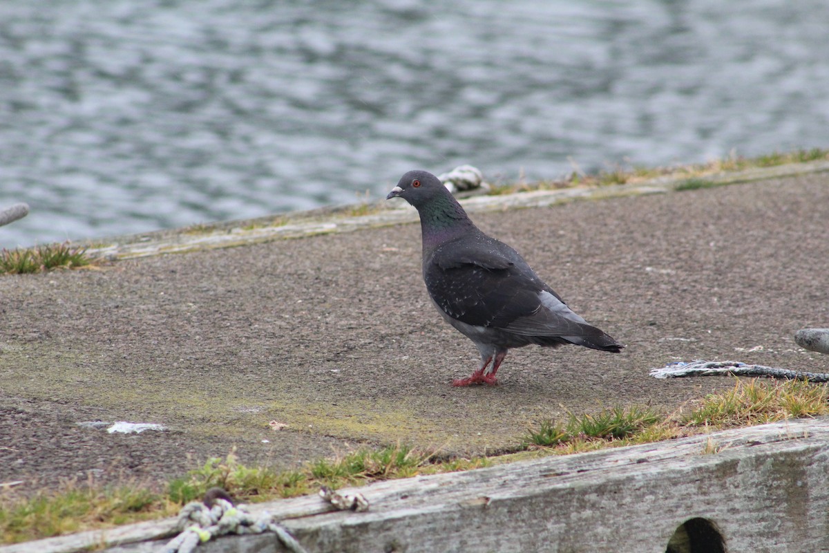 Rock Pigeon (Feral Pigeon) - ML618540642