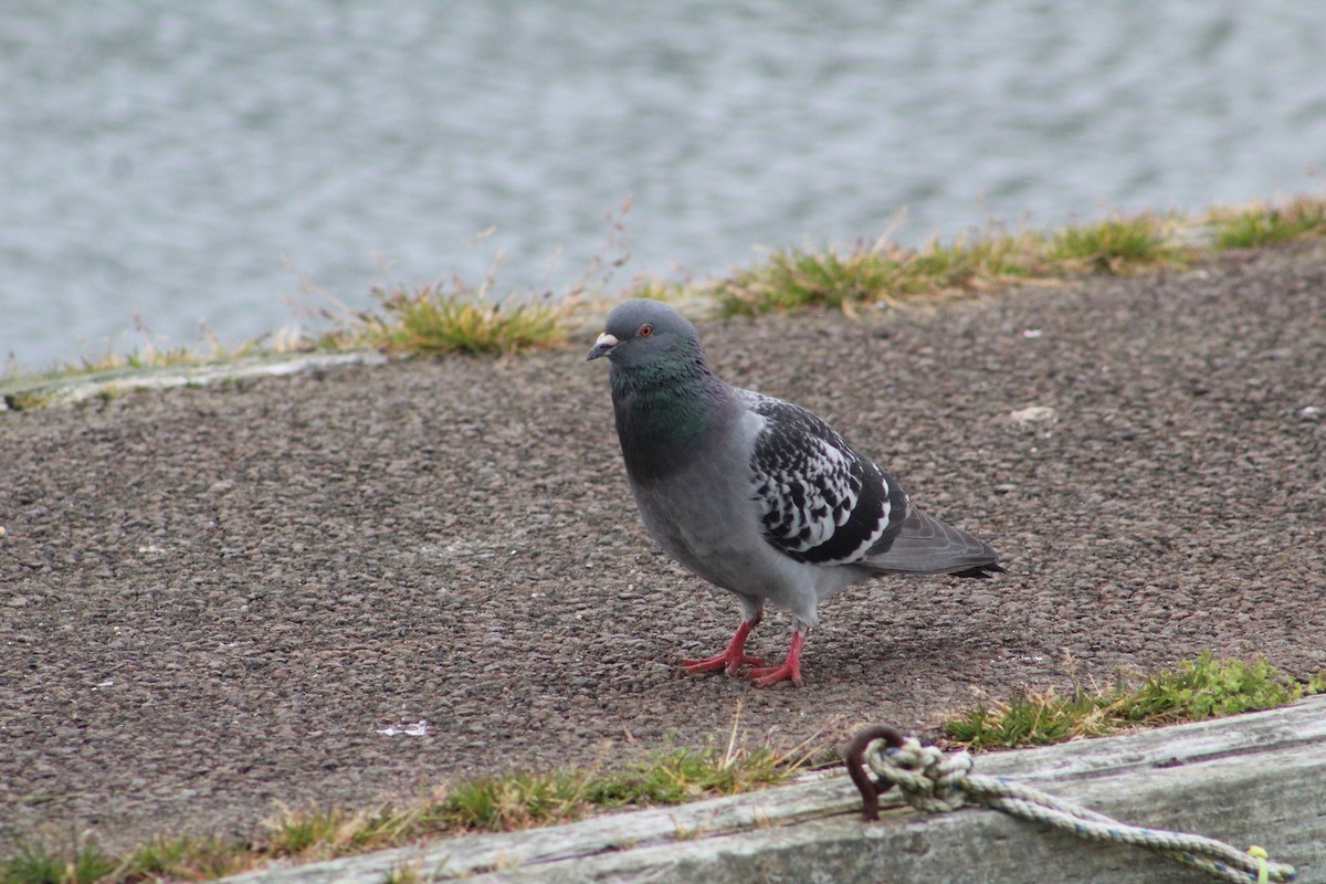 Rock Pigeon (Feral Pigeon) - ML618540643