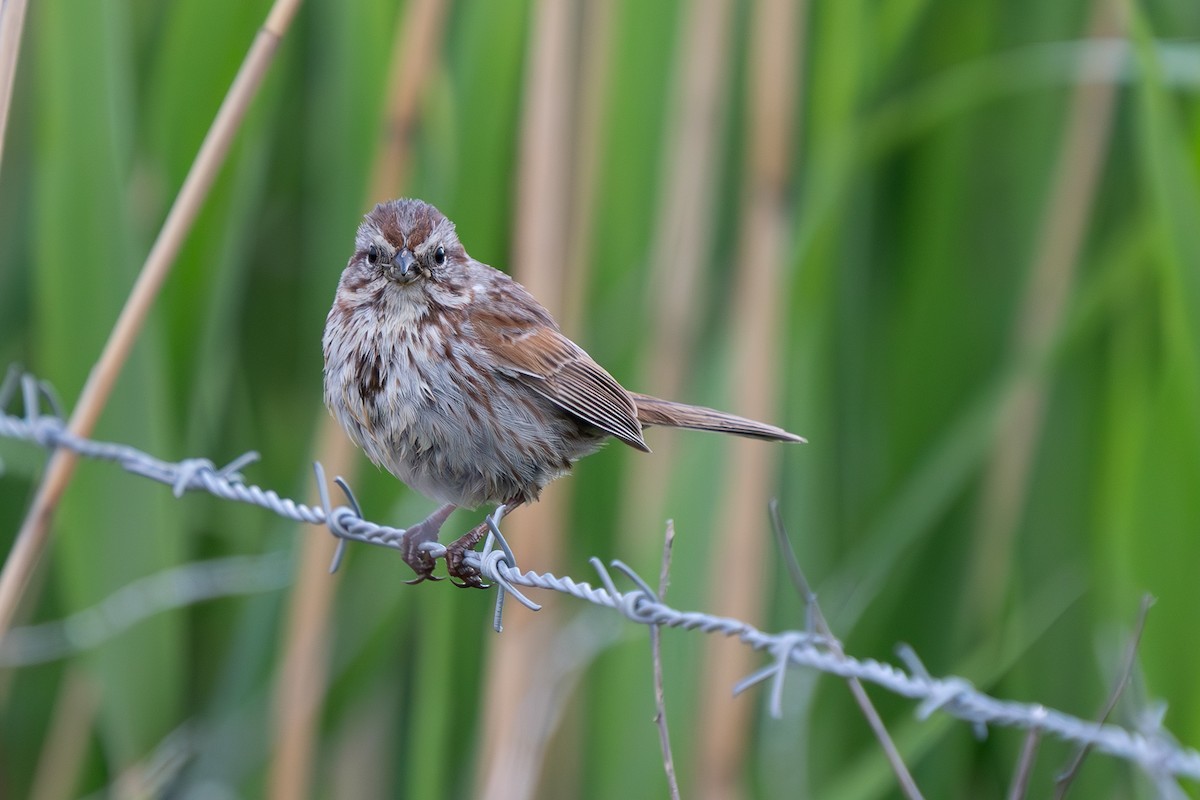 Song Sparrow (montana/merrilli) - ML618540644