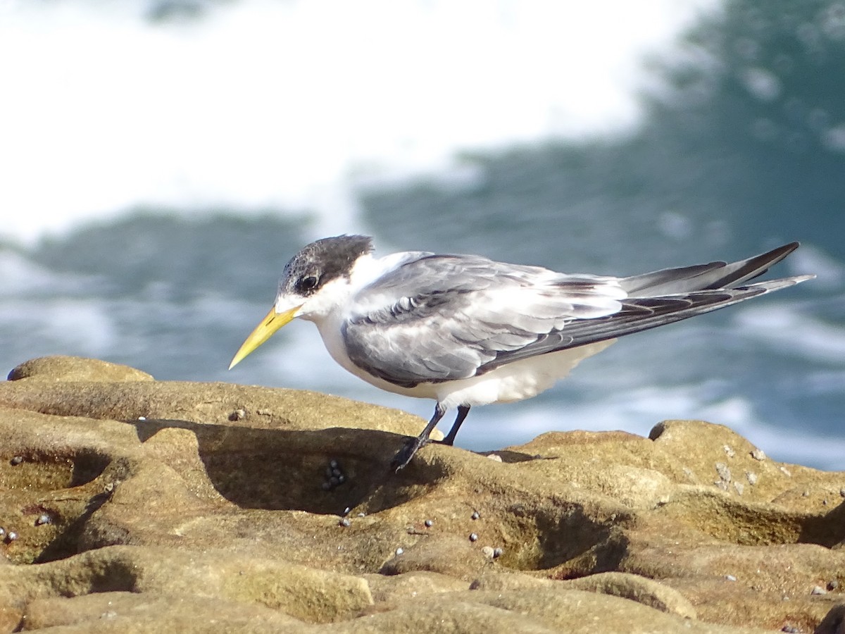 Great Crested Tern - ML618540679