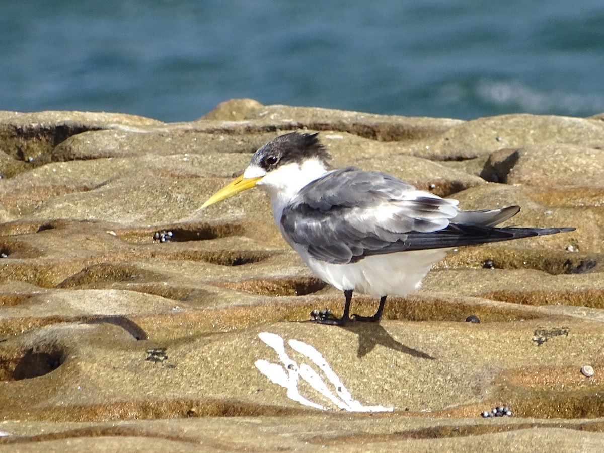 Great Crested Tern - ML618540680