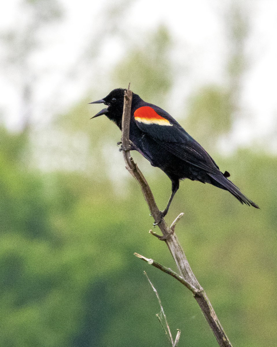 Red-winged Blackbird - Kirsten Kraus