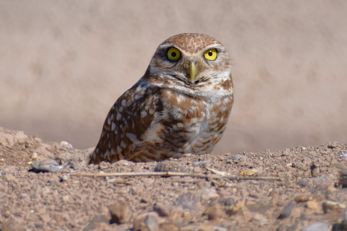 Burrowing Owl - ML618540721