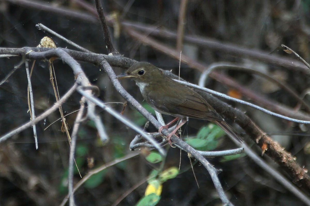 Brown-chested Jungle Flycatcher - ML618540734