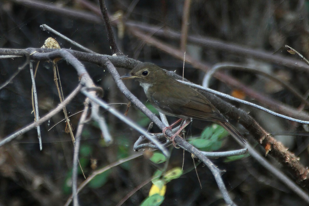 Brown-chested Jungle Flycatcher - ML618540735