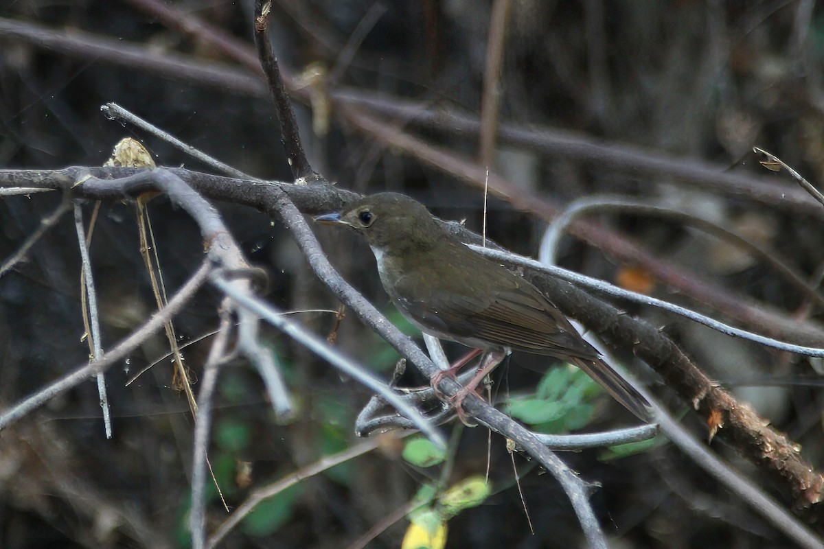 Brown-chested Jungle Flycatcher - ML618540763