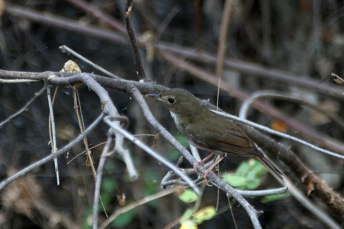 Brown-chested Jungle Flycatcher - ML618540764