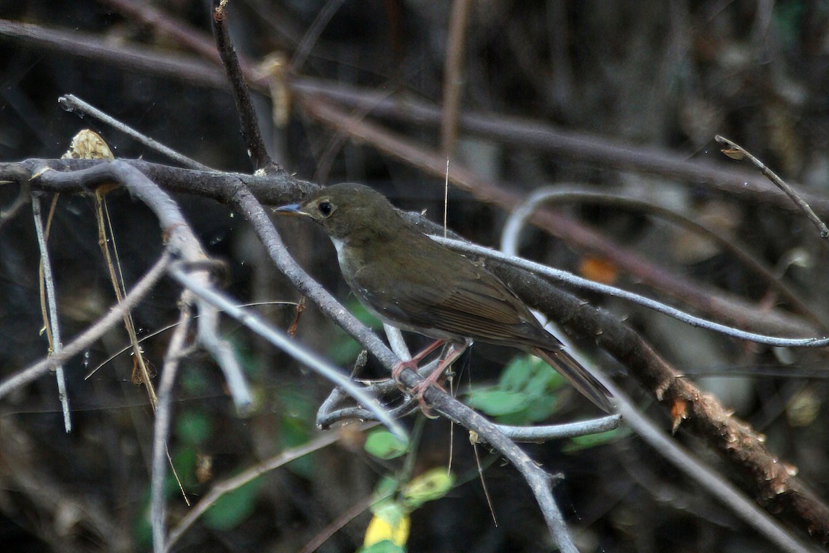 Brown-chested Jungle Flycatcher - ML618540765