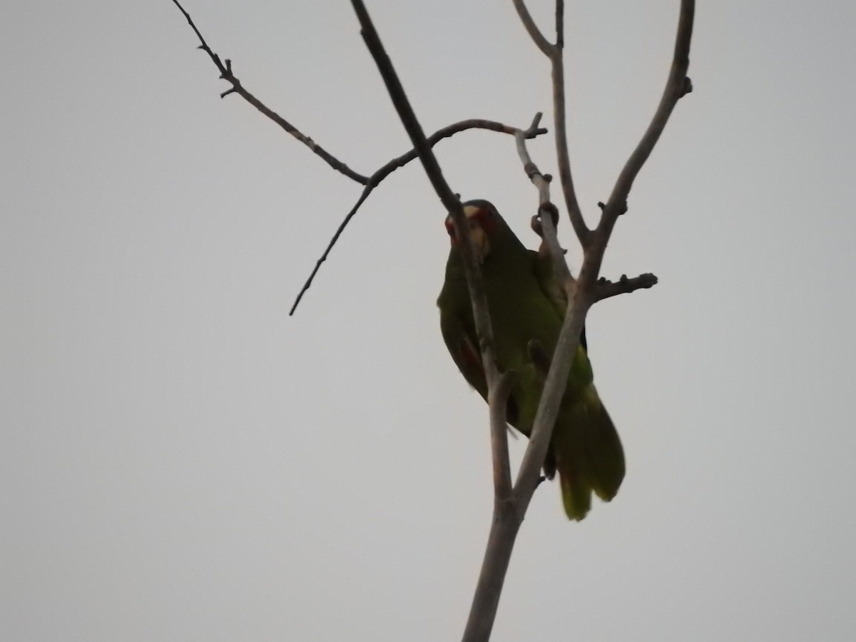 White-fronted Parrot - ML618540773