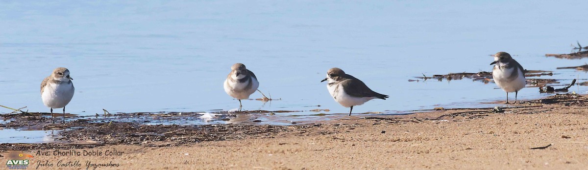 Two-banded Plover - ML618540774