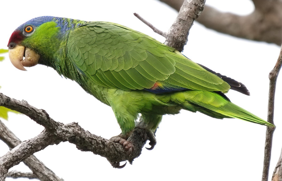 Lilac-crowned Parrot - ML618540812