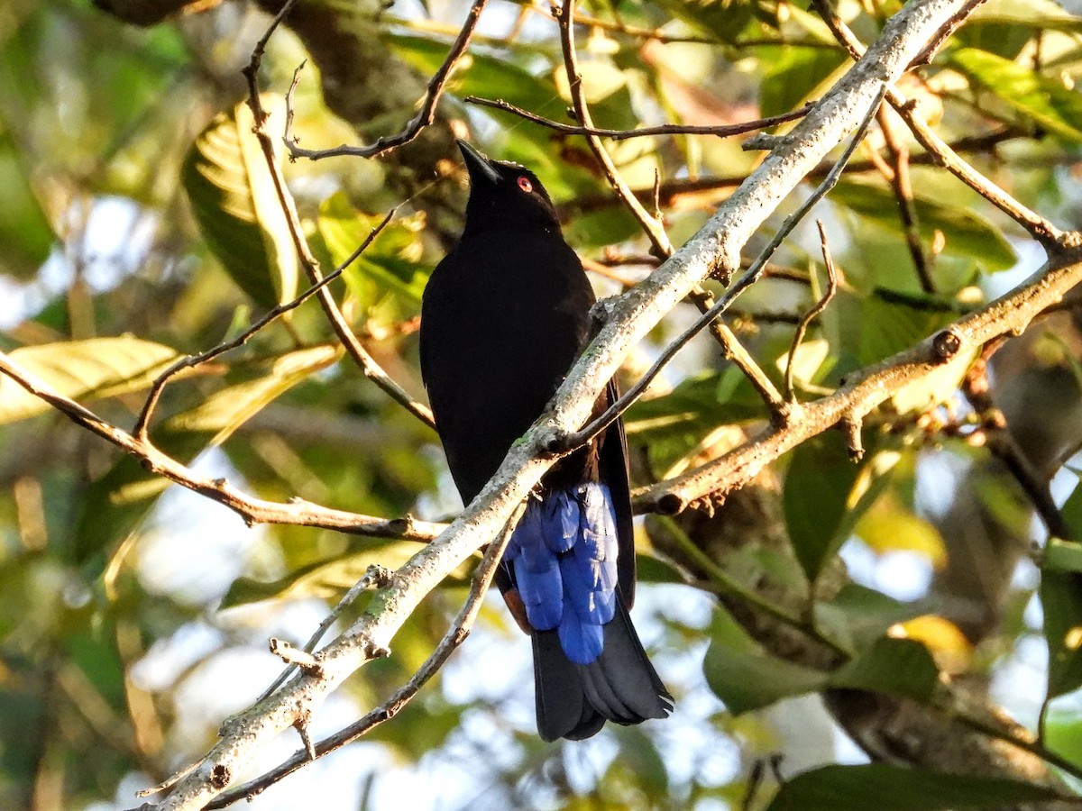 Asian Fairy-bluebird - ML618540823