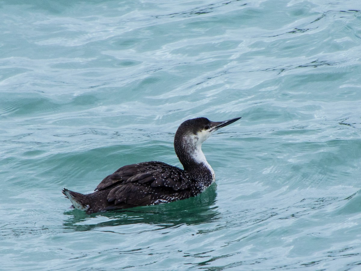 Red-throated Loon - ML618540882