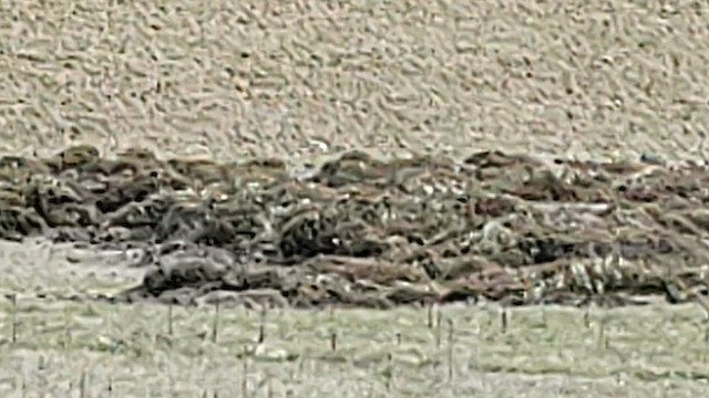 Hibou des marais (sandwichensis) - ML618540961