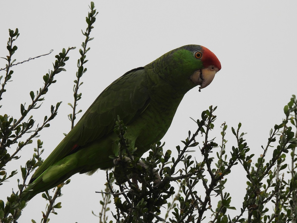 Red-crowned Parrot - ML618540969