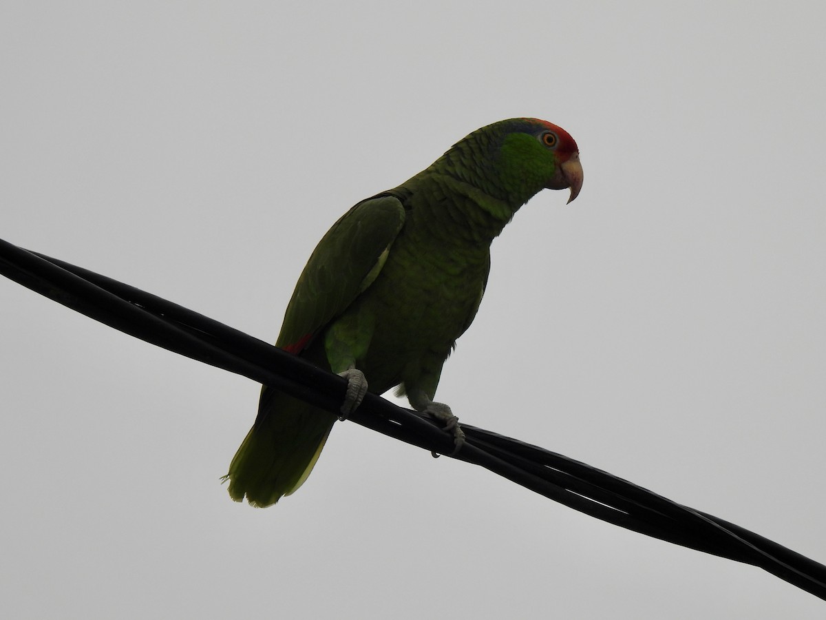Red-crowned Parrot - Bradley Evans