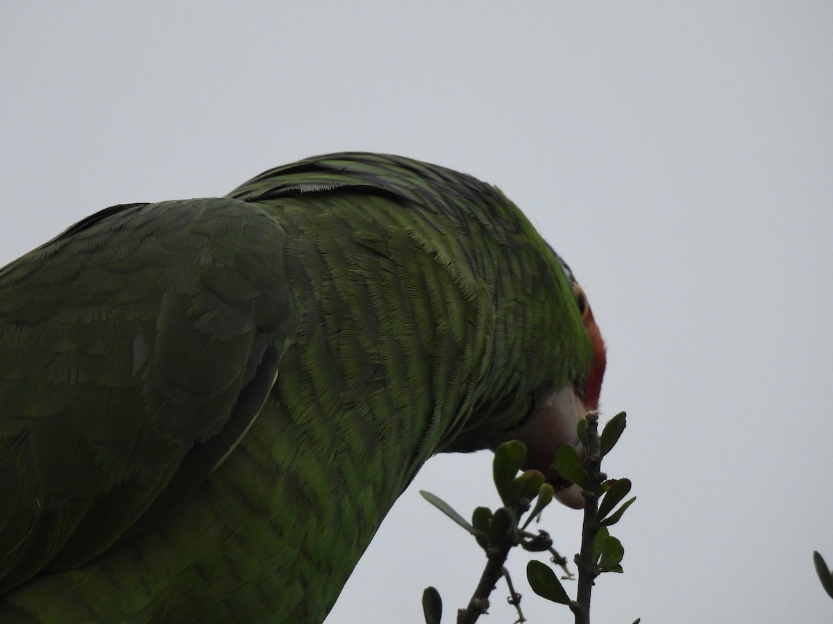 Red-crowned Parrot - ML618540971