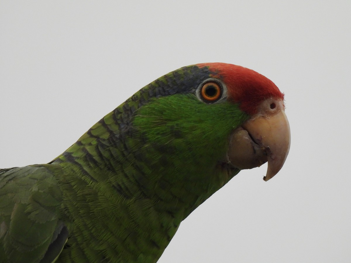 Red-crowned Parrot - ML618540972