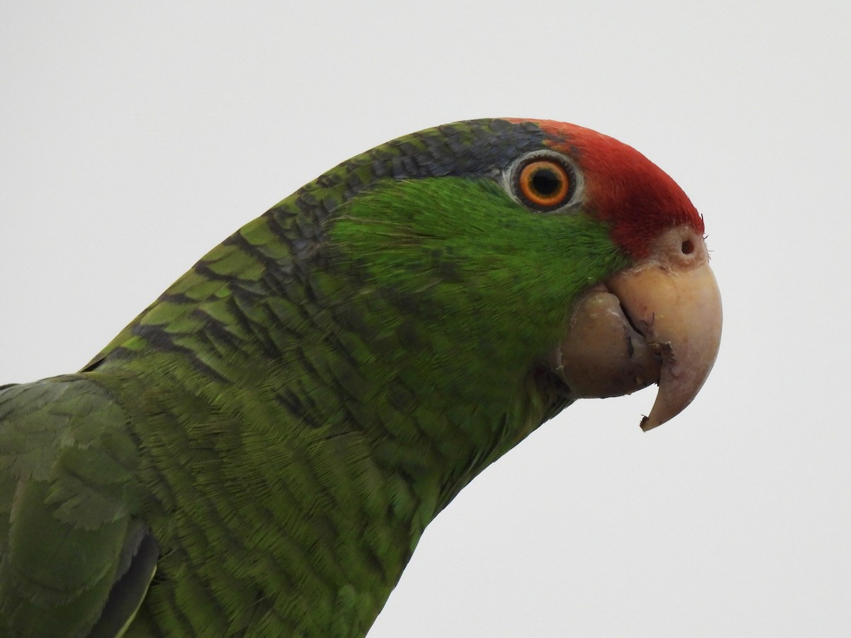 Red-crowned Parrot - ML618540973