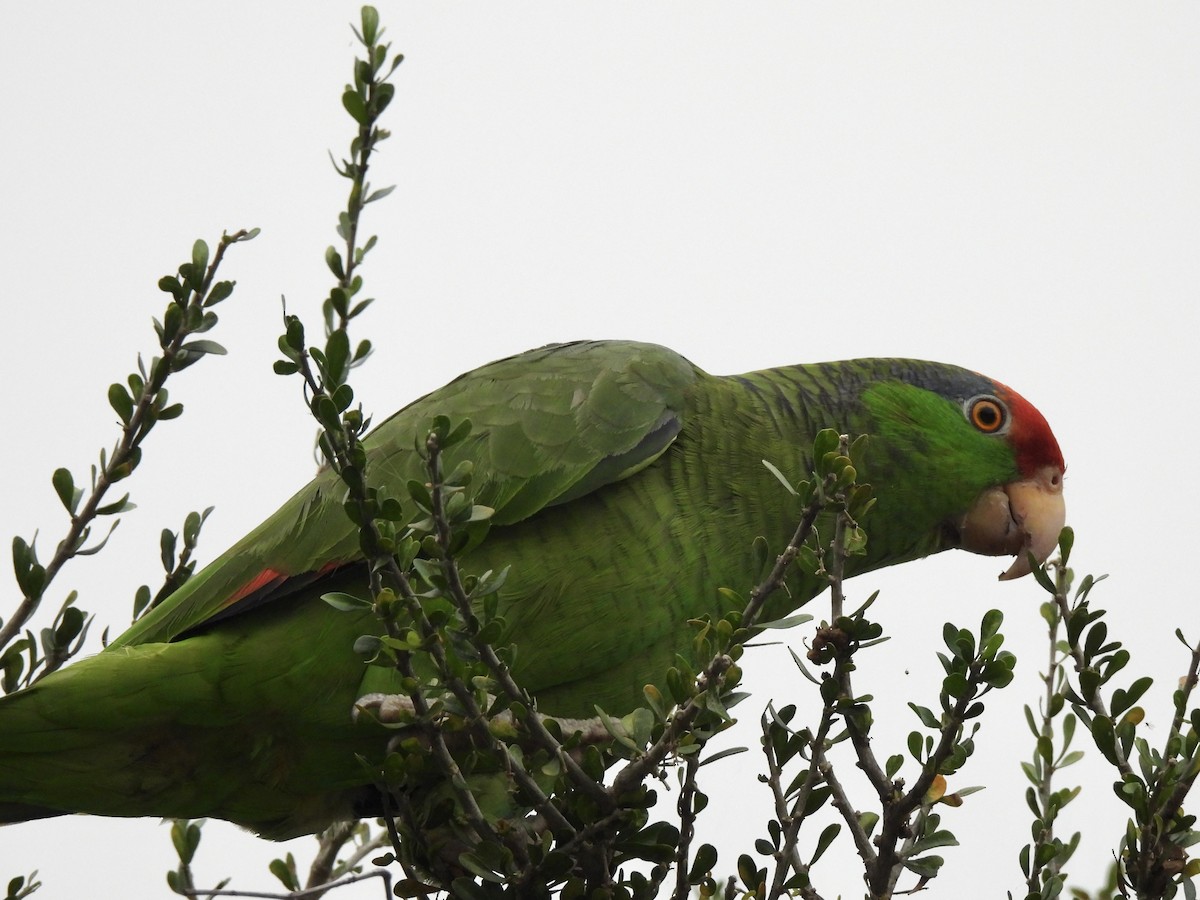 Red-crowned Parrot - ML618540974