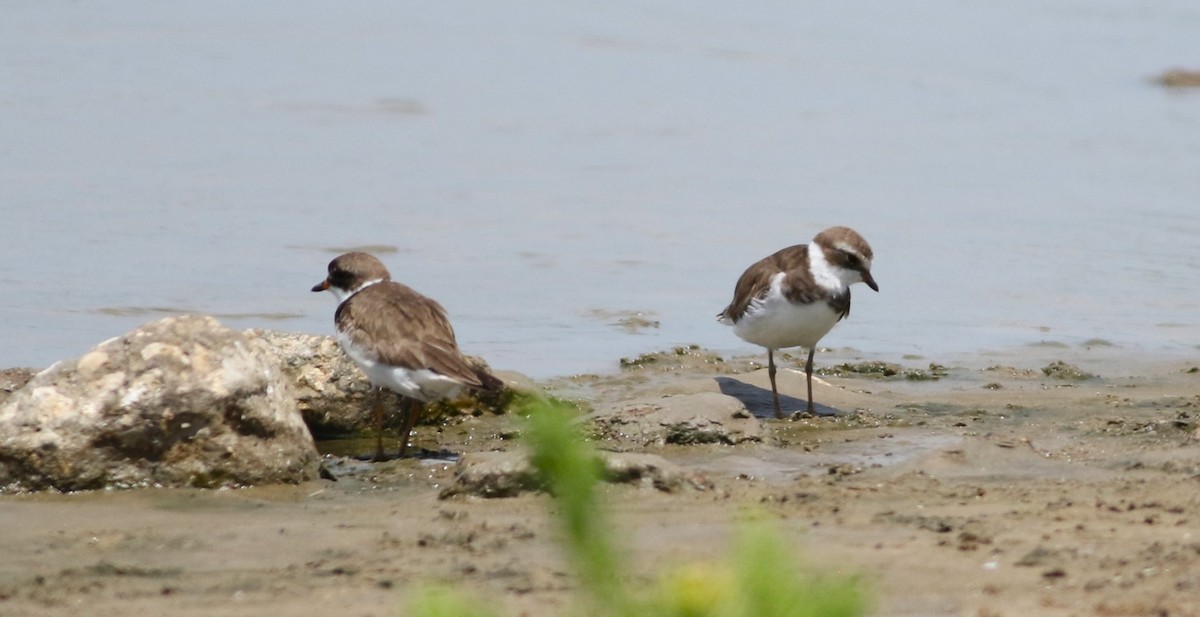 Semipalmated Plover - ML618540987