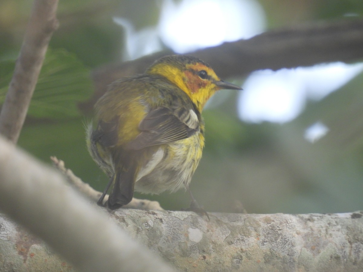 Cape May Warbler - ML618541012